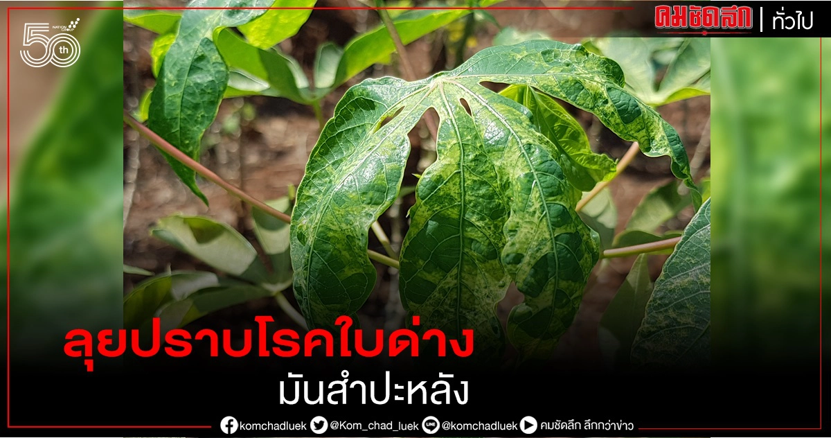 "เฉลิมชัย" สั่งเดินหน้าลุยปราบโรคใบด่างมันสำปะหลัง "เฉลิมชัย" สั่งเดินหน้าลุยปราบโรคใบด่างมันสำปะหลัง