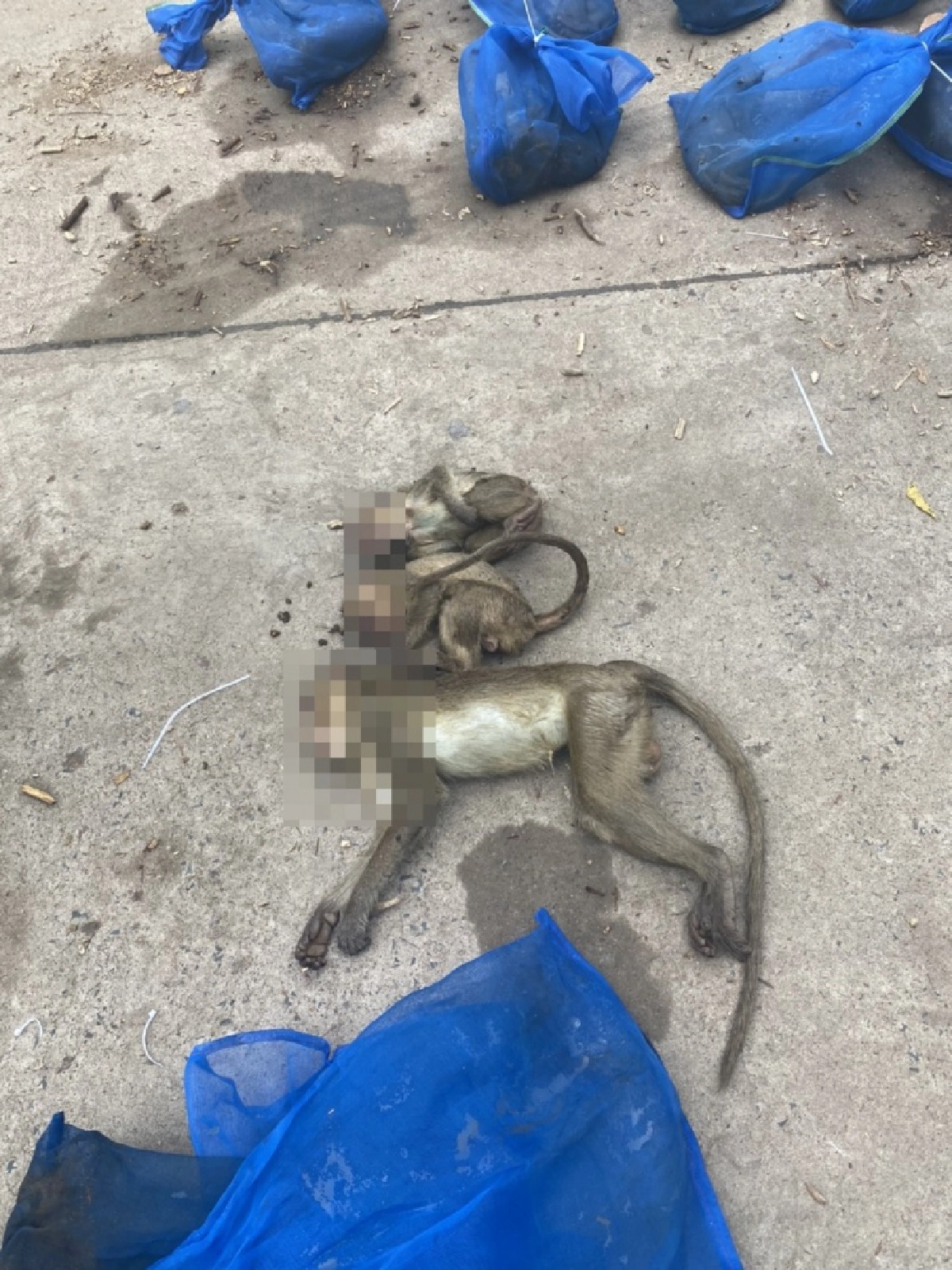  ใครอยู่เบื้องหลัง ขบวนการค้าสัตว์ข้ามชาติในไทย รับใช้นายทุนจีน 