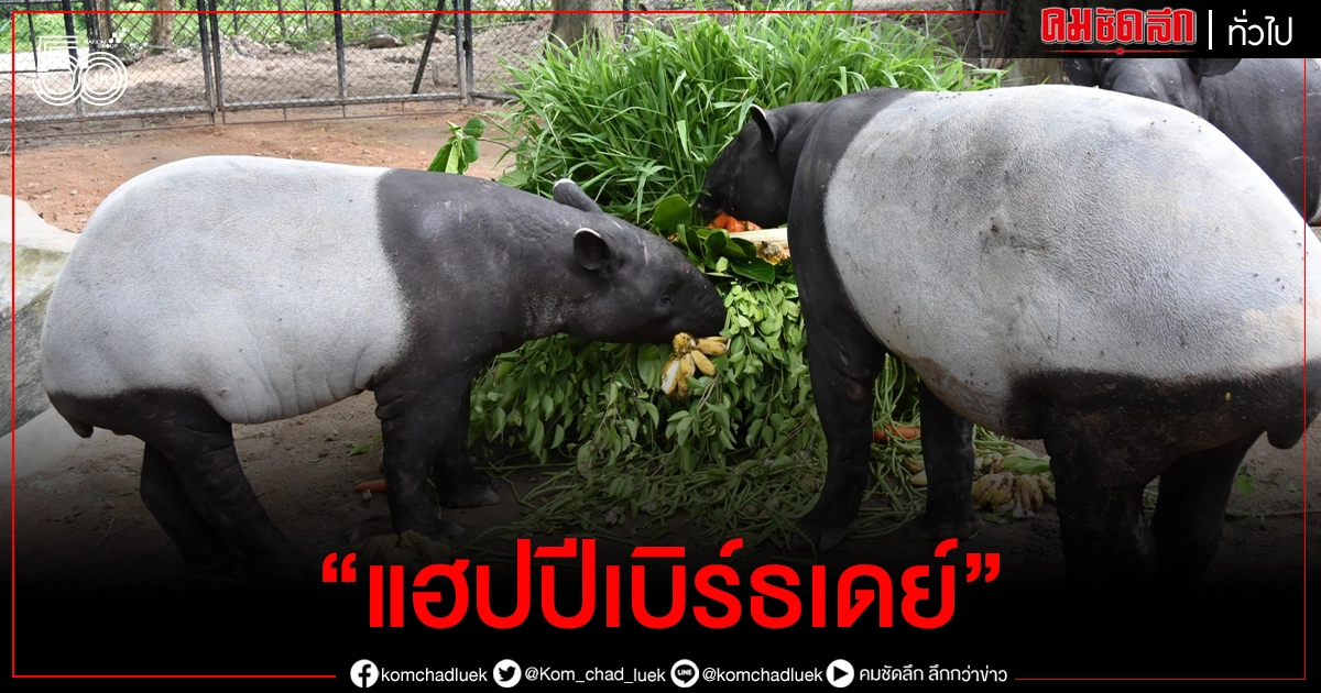 บรรยากาศ ฉลองวันเกิด 1 ปี น้อง "บ่ายสอง" สมเสร็จวัยซน แห่งสวนสัตว์เปิดเขาเขียว (ชมคลิป)