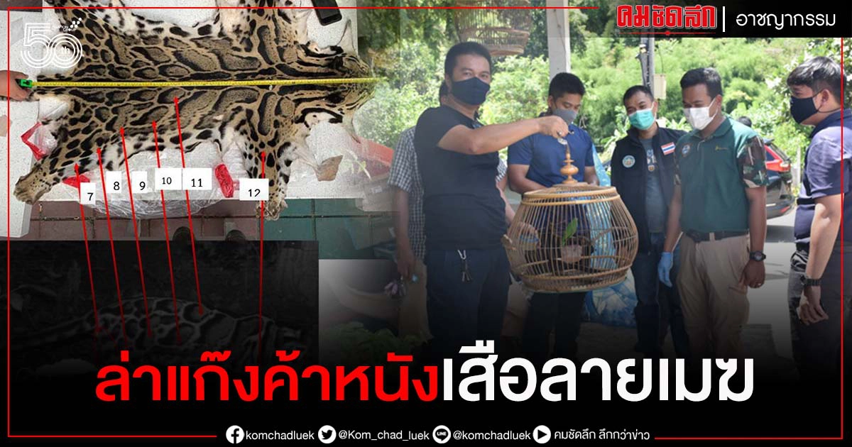 ส่งพญาเสือ ตามแก๊งค้าหนังเสือลายเมฆ