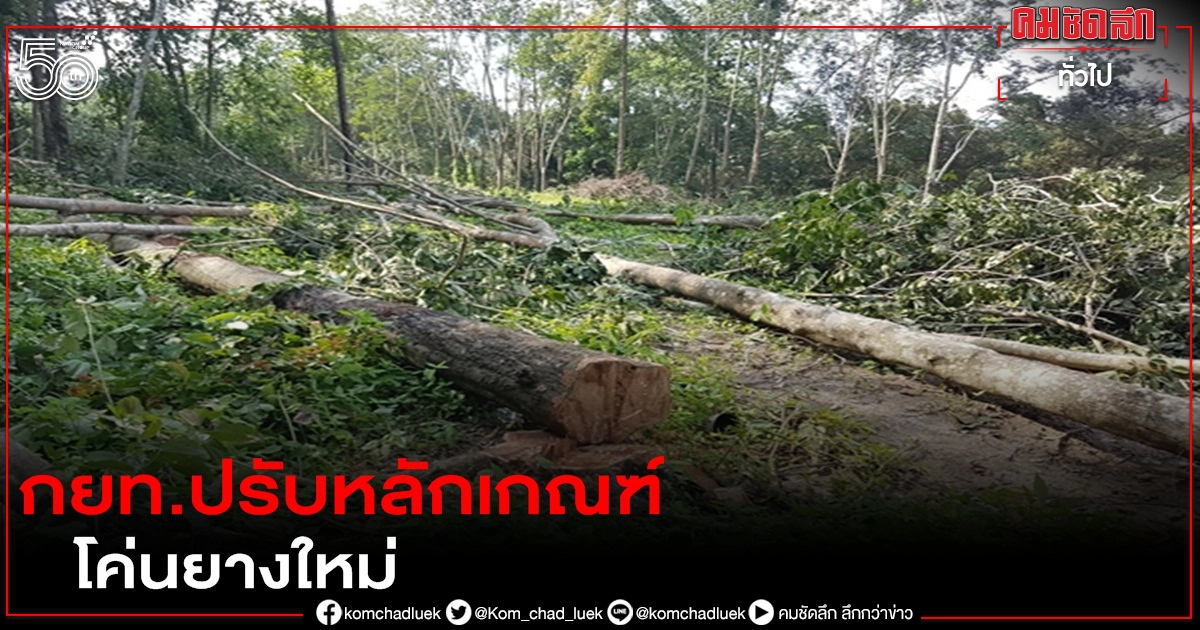 กยท.ปรับหลักเกณฑ์โค่นยางใหม่ รองรับสถานการณ์ไม้ยางราคาพุ่ง