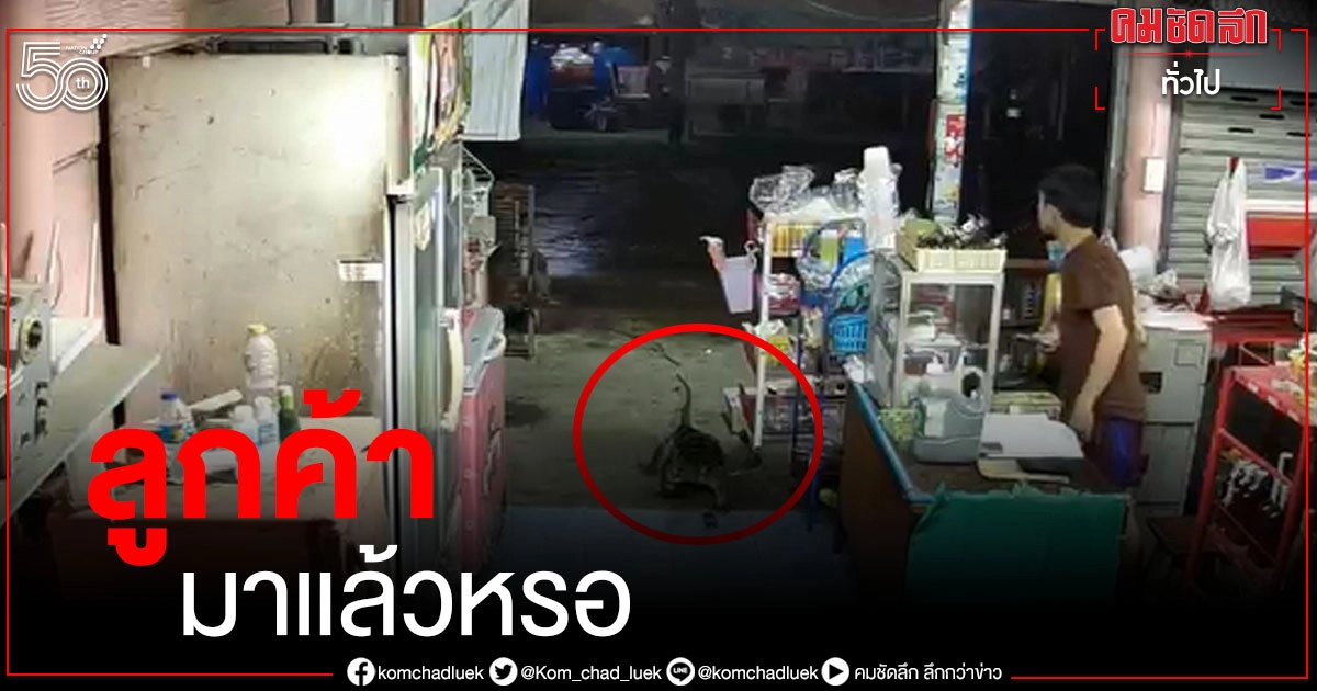 ตัวเงินตัวทองบุกร้านขายของชำกลางดึก เล่นเอาเจ้าของถึงกับผงะ พังข้าวของกระจายทั้งชั้น ตัวเงินตัวทองบุกร้านขายของชำกลางดึก เล่นเอาเจ้าของถึงกับผงะ พังข้าวของกระจายทั้งชั้น