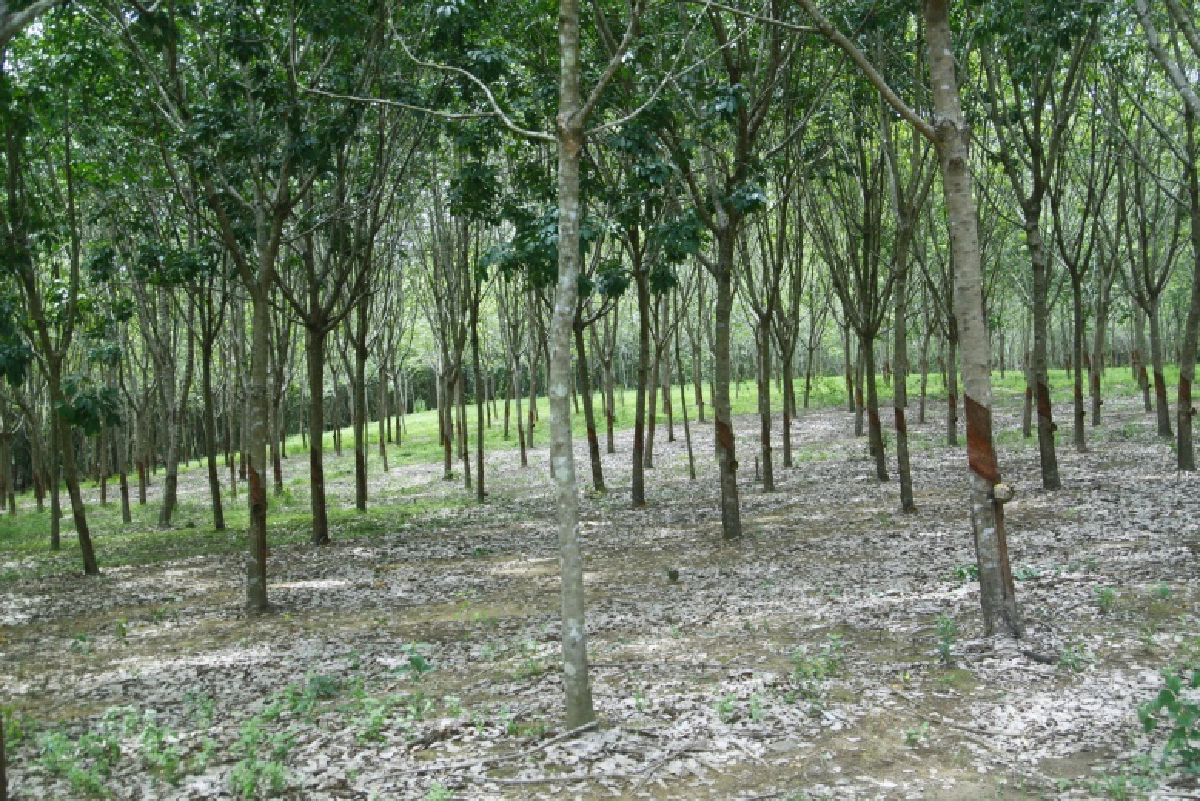 กยท.ปรับหลักเกณฑ์โค่นยางใหม่ รองรับสถานการณ์ไม้ยางราคาพุ่ง