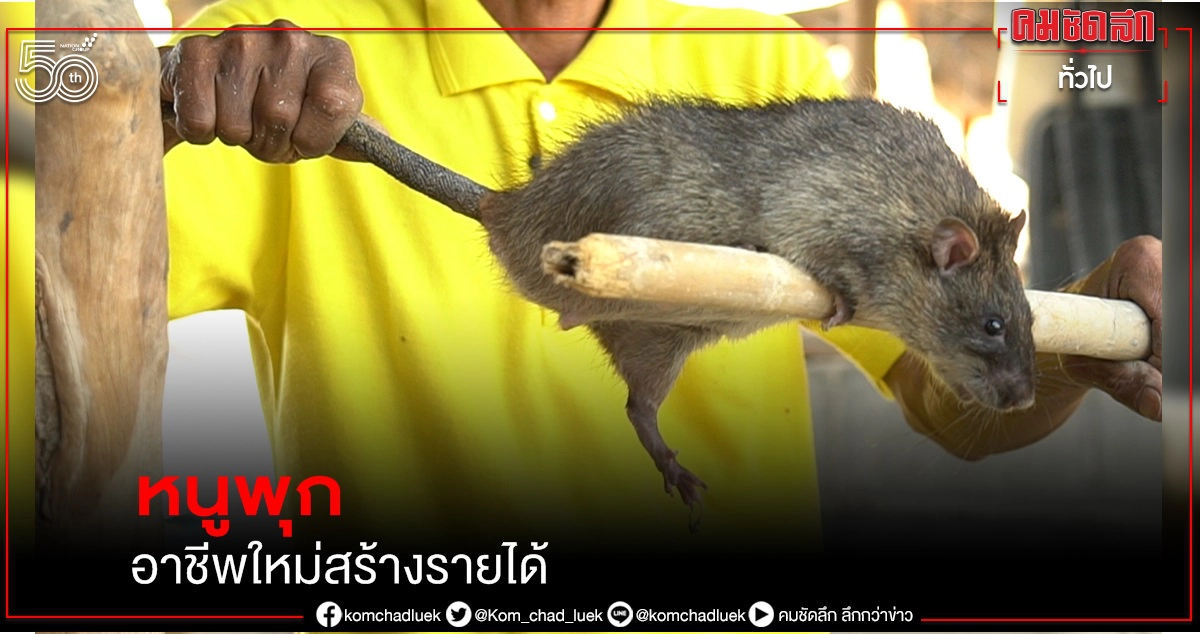 "หนูพุก "อาชีพใหม่สร้างรายได้ "หนูพุก "อาชีพใหม่สร้างรายได้