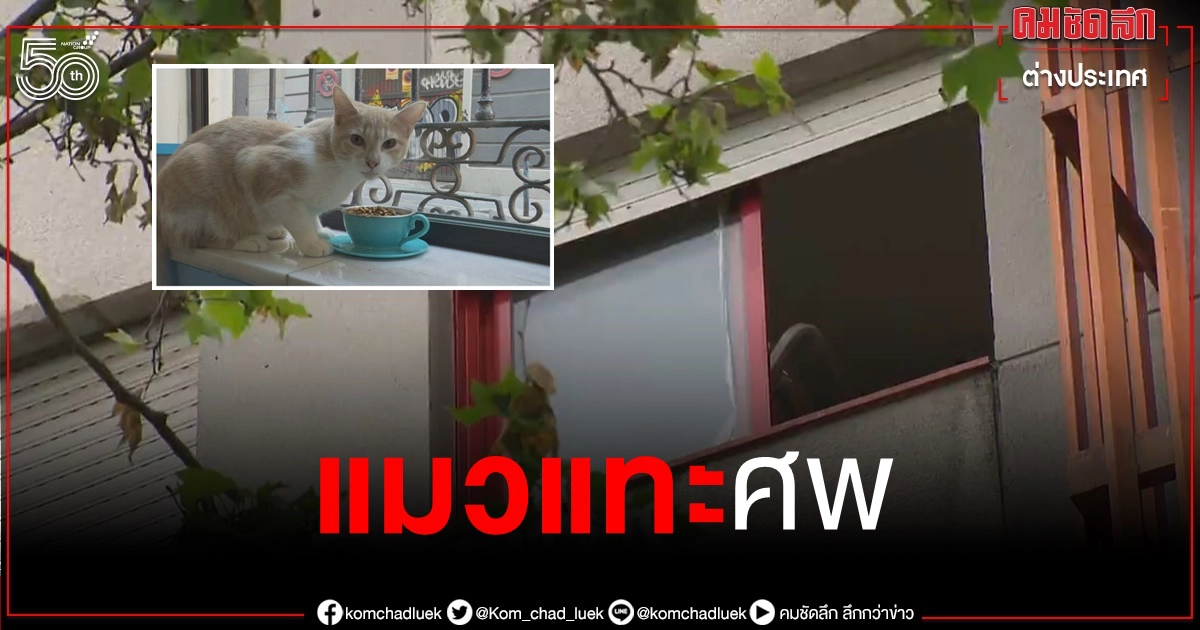 สลด หญิงชราในสเปนสิ้นลม 3 เดือนไม่มีใครรู้ พบแมวแทะศพอยู่ในห้อง สลด หญิงชราในสเปนสิ้นลม 3 เดือนไม่มีใครรู้ พบแมวแทะศพอยู่ในห้อง