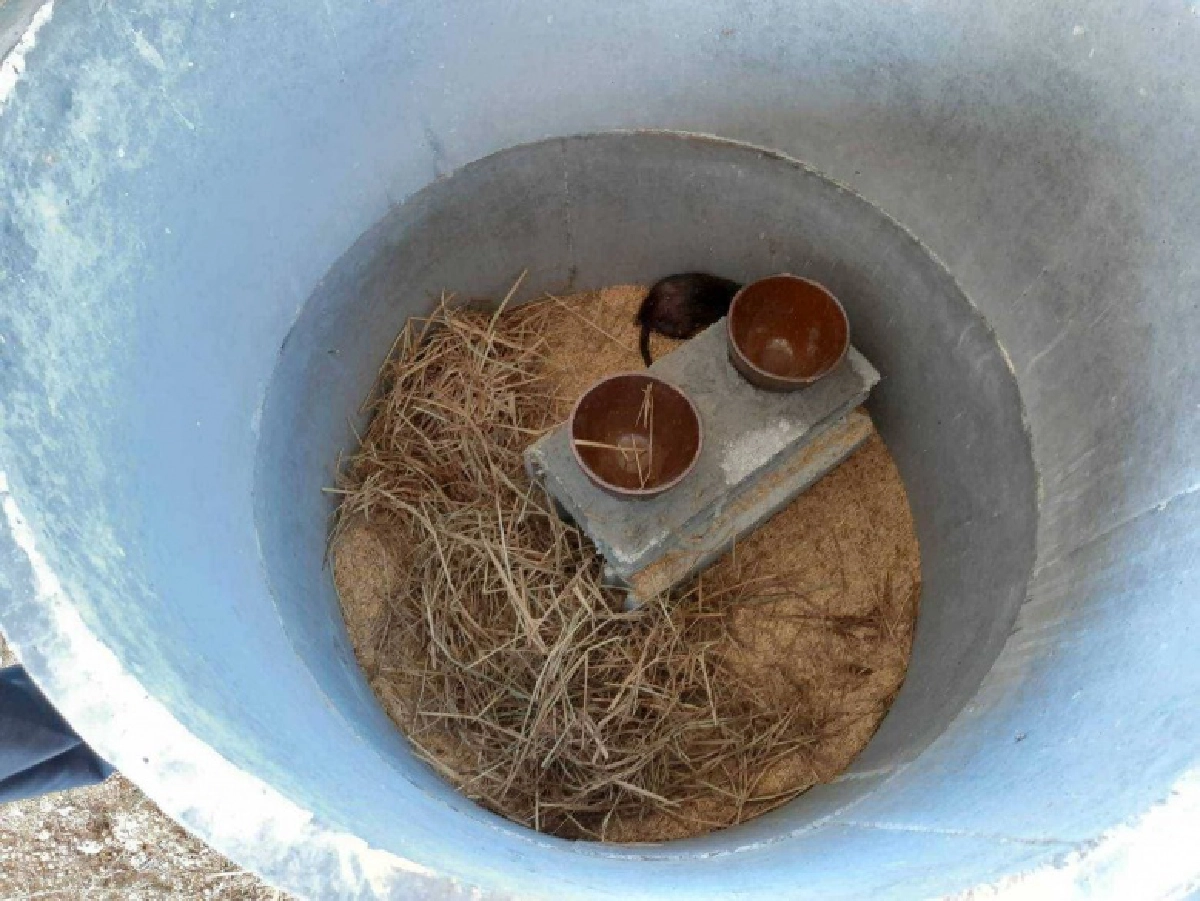 "หนูพุก "อาชีพใหม่สร้างรายได้ 