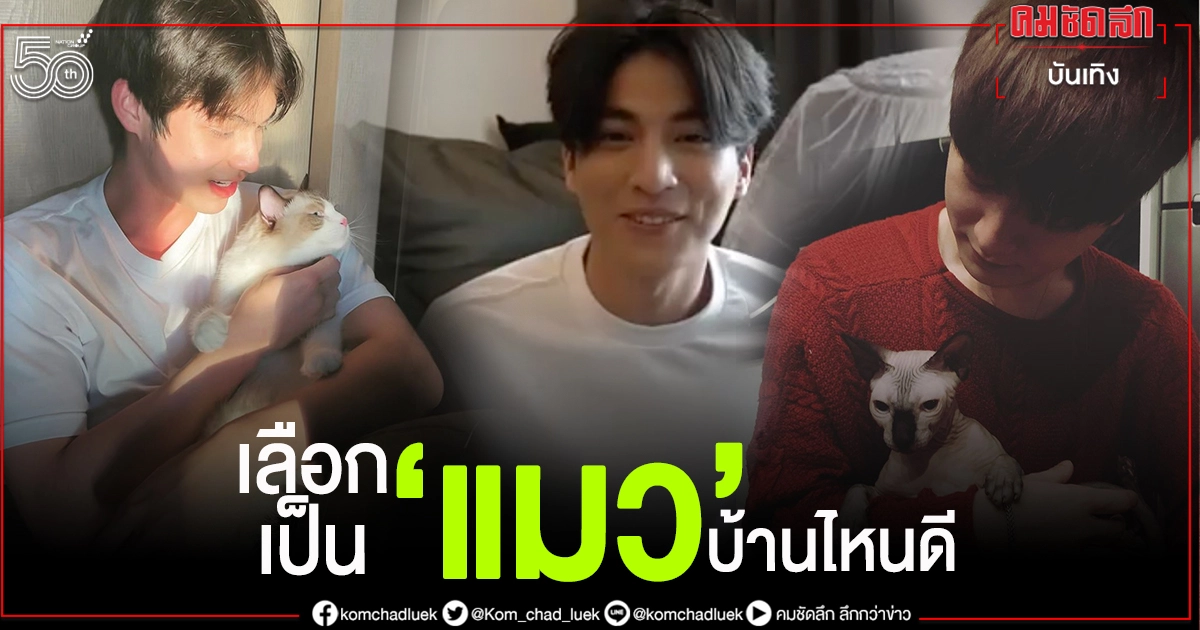 "ไบร์ท - กลัฟ - คริส"แฟนคลับอยากเป็นแมวบ้านไหน "ไบร์ท - กลัฟ - คริส"แฟนคลับอยากเป็นแมวบ้านไหน