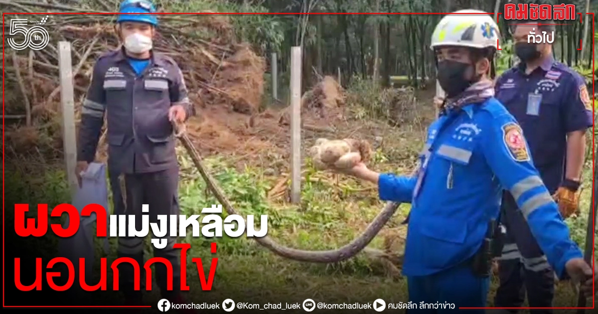 ชาวบ้านผวา แม่งูเหลือมยักษ์ ยาว 3 เมตร นอนฟักไข่ 9 ใบ ชาวบ้านผวา แม่งูเหลือมยักษ์ ยาว 3 เมตร นอนฟักไข่ 9 ใบ