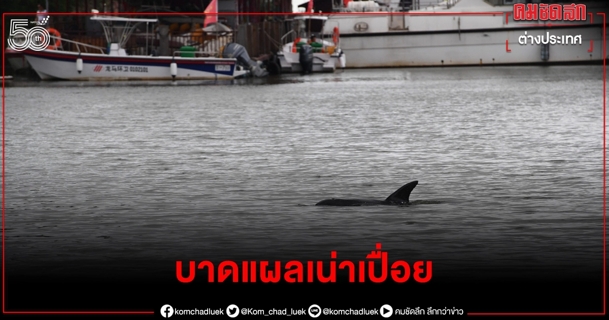 โลมาหลงทิศเจ็บหนักบาดแผลแสดงสัญญาณเน่าเปื่อยจับตาใกล้ชิด 24 ชั่วโมง