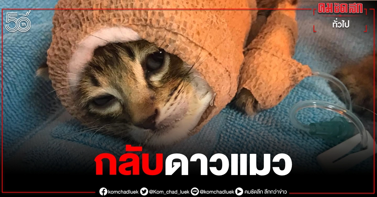 กลับดาวแมว เศร้า "จากัวร์" หนึ่งในลูกแมวฟัดกับหมาจนต้องใส่เฝือกสิ้นใจแล้ว กลับดาวแมว เศร้า "จากัวร์" หนึ่งในลูกแมวฟัดกับหมาจนต้องใส่เฝือกสิ้นใจแล้ว