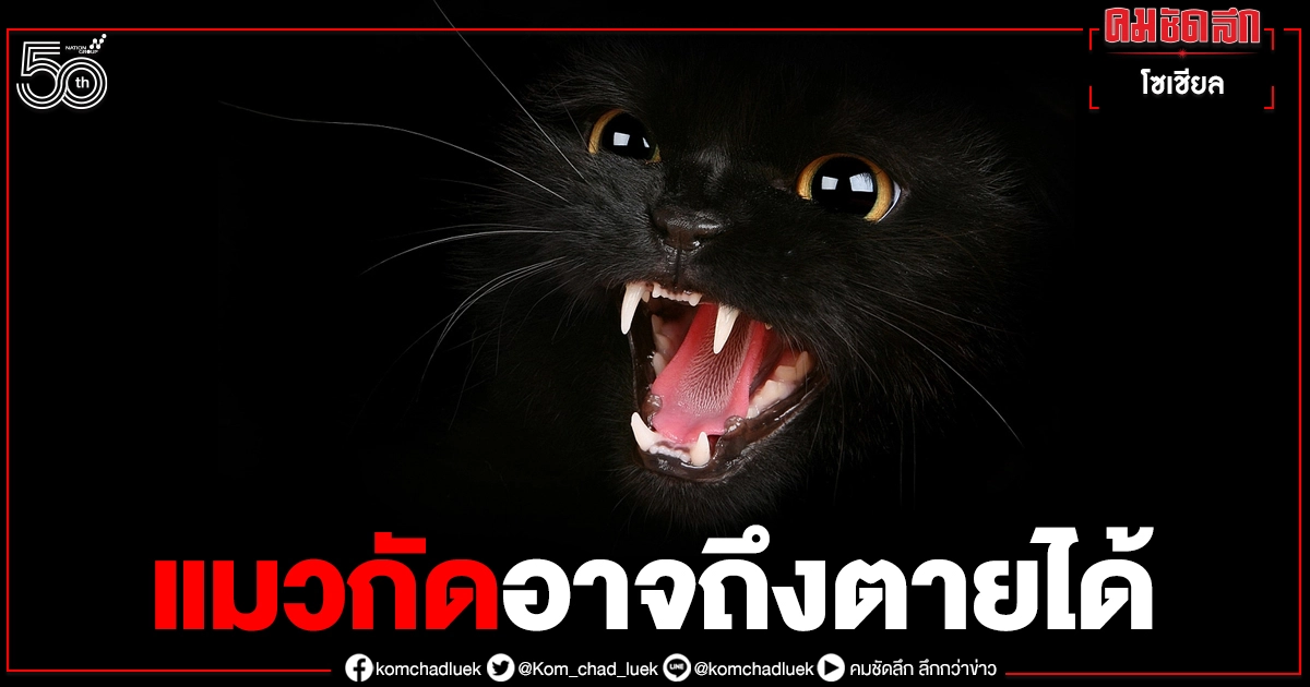 แพทย์ เผย แมวกัดอาจถึงตายได้จากแบคทีเรียกินเนื้อคน แนะวิธีล้างแผลก่อนจะสาย แพทย์ เผย แมวกัดอาจถึงตายได้จากแบคทีเรียกินเนื้อคน แนะวิธีล้างแผลก่อนจะสาย