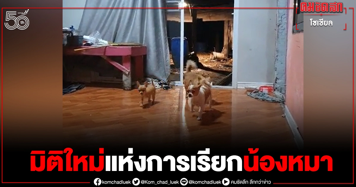 สุนัขบ้านไหนเรียกแล้วไม่สนใจ ลองใช้วิธีนี้ดูอาจจะได้ผล