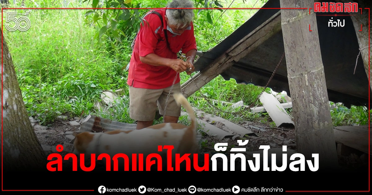 ป้าวัย 53 ปี เลี้ยง "สุนัขแมวจรจัด" นับ 100 ตัว ลำบากแค่ไหนก็ทิ้งไม่ลง ป้าวัย 53 ปี เลี้ยง "สุนัขแมวจรจัด" นับ 100 ตัว ลำบากแค่ไหนก็ทิ้งไม่ลง