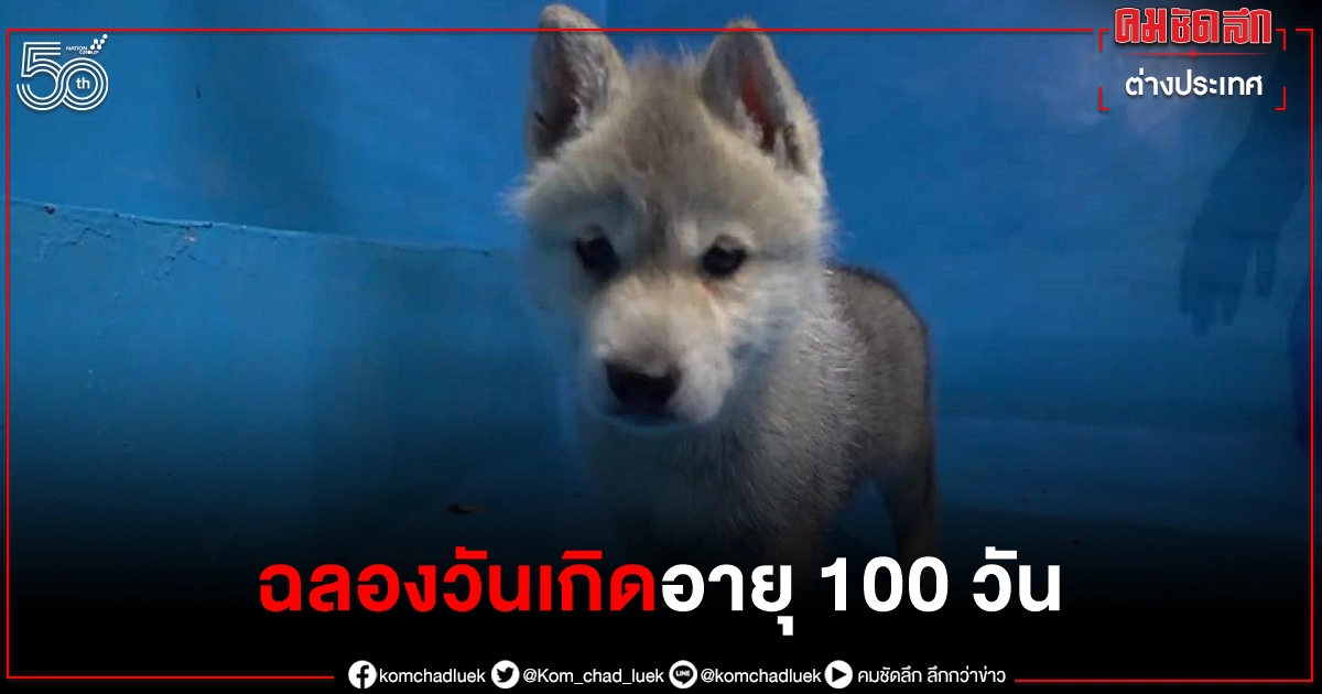 (คลิป) น่ารักมาก ลูกหมาป่าอาร์กติก ฉลองวันเกิดอายุครบ 100 วัน