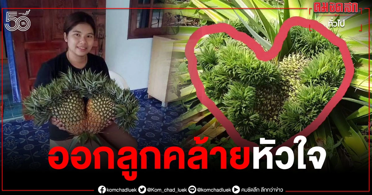 ฮือฮา "สับปะรดประหลาด" ออกลูกคล้ายหัวใจ หรือใบโพธิ์