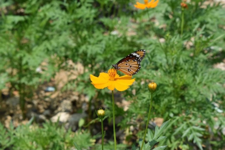 เตรียมเช็คอิน "คลองแสนแสบ" สายน้ำแห่งชีวิต ที่กลับมาทำให้หัวใจคนกรุงชื่นบานอีกครั้ง 