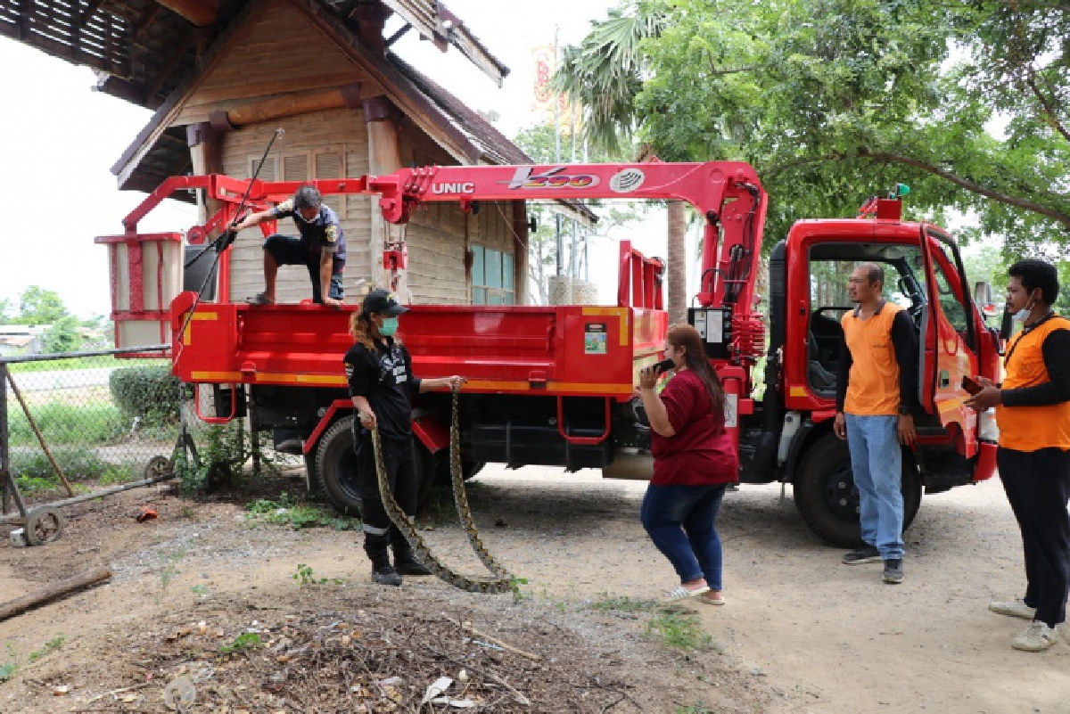 ลุ้นระทึกกู้ภัยสาวขึ้นรถกระเช้า อบต. จับงูเหลือมยาวกว่า 3 เมตร