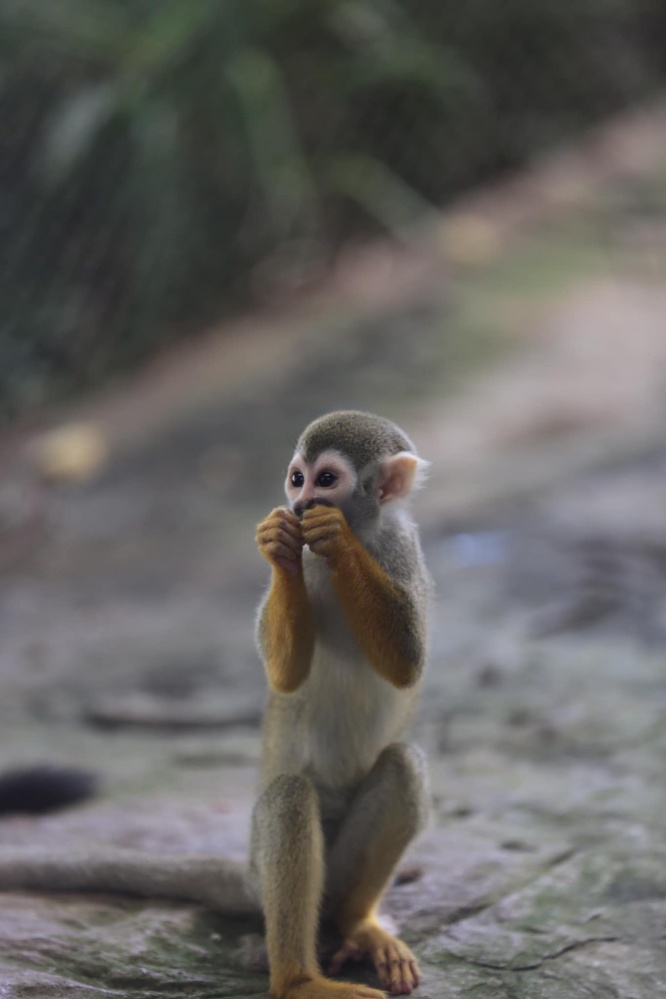 "สวนสัตว์สุโขทัย" ความสุขเล็ก ๆ ของคนสุโขทัย 