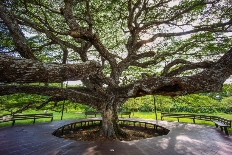 เปิดแลนด์มาร์คให้เช็คอิน ใต้"ต้นก้ามปูยักษ์"บ้านค่าย