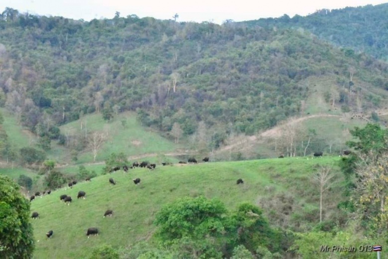 เปิดแล้ว"เขาแผงม้า"จุดชมวิวสกัดเขาสูง เยี่ยมชมกระทิงป่า 