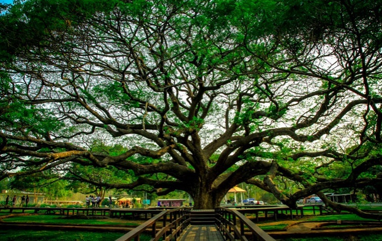 เปิดแลนด์มาร์คให้เช็คอิน ใต้"ต้นก้ามปูยักษ์"บ้านค่าย