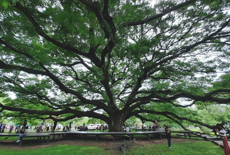 เปิดแลนด์มาร์คให้เช็คอิน ใต้"ต้นก้ามปูยักษ์"บ้านค่าย
