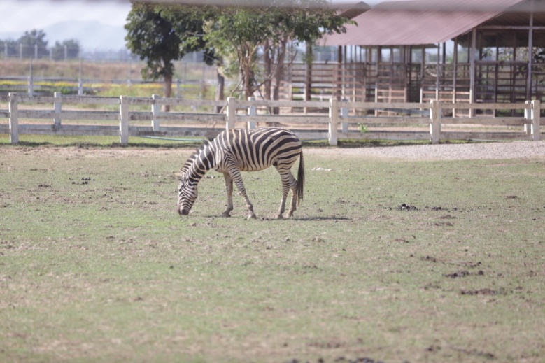 "สวนสัตว์สุโขทัย" ความสุขเล็ก ๆ ของคนสุโขทัย 