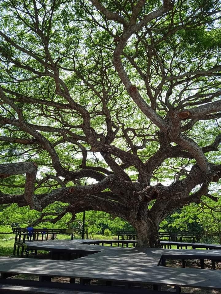 เปิดแลนด์มาร์คให้เช็คอิน ใต้"ต้นก้ามปูยักษ์"บ้านค่าย