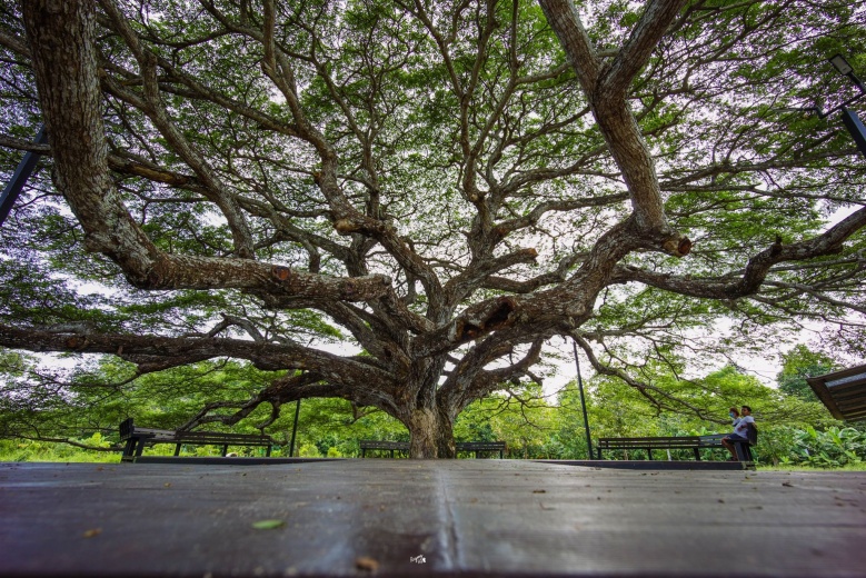 เปิดแลนด์มาร์คให้เช็คอิน ใต้"ต้นก้ามปูยักษ์"บ้านค่าย