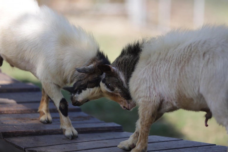 "สวนสัตว์สุโขทัย" ความสุขเล็ก ๆ ของคนสุโขทัย 