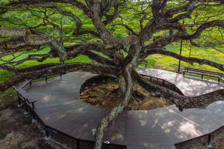 เปิดแลนด์มาร์คให้เช็คอิน ใต้"ต้นก้ามปูยักษ์"บ้านค่าย