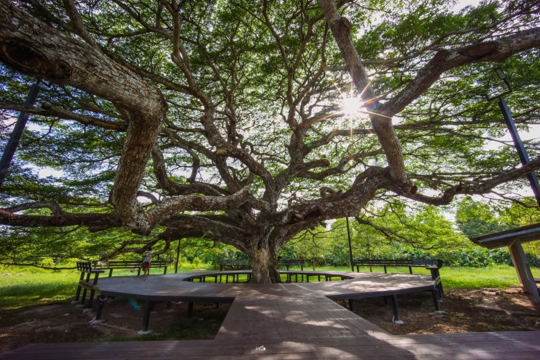 เปิดแลนด์มาร์คให้เช็คอิน ใต้"ต้นก้ามปูยักษ์"บ้านค่าย