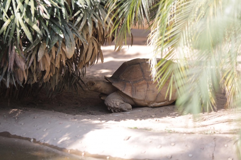 "สวนสัตว์สุโขทัย" ความสุขเล็ก ๆ ของคนสุโขทัย 