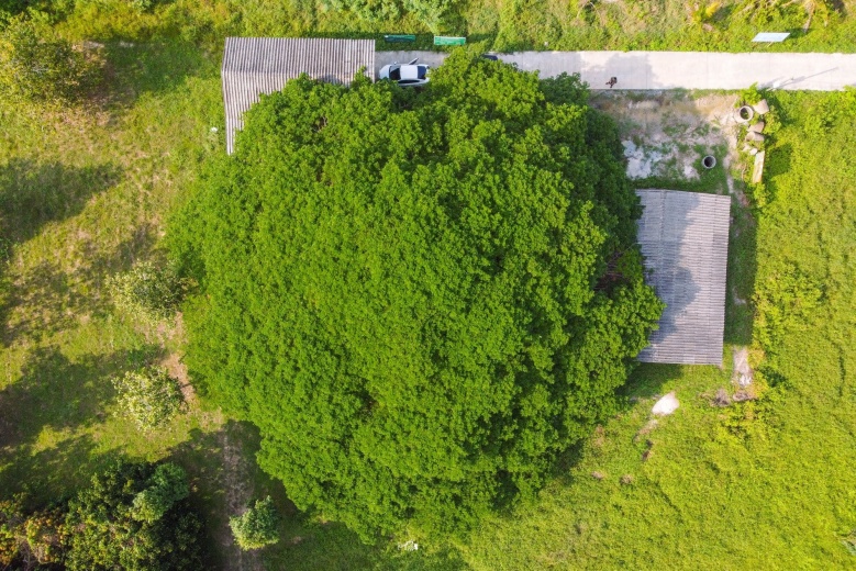 เปิดแลนด์มาร์คให้เช็คอิน ใต้"ต้นก้ามปูยักษ์"บ้านค่าย