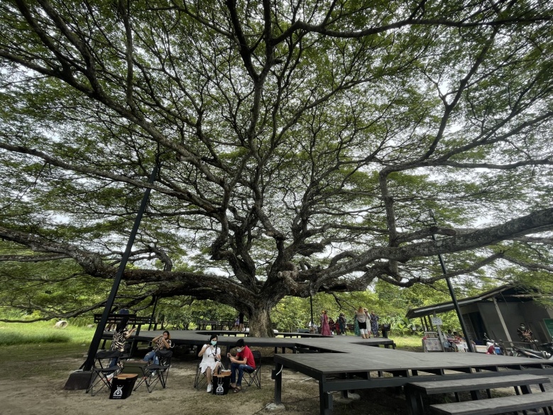 เปิดแลนด์มาร์คให้เช็คอิน ใต้"ต้นก้ามปูยักษ์"บ้านค่าย