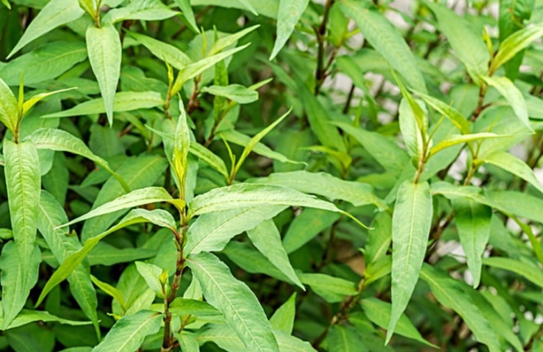  มหัศจรรย์ 7 สมุนไพรชะลอแก่