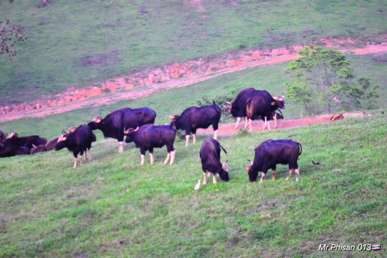 เปิดแล้ว"เขาแผงม้า"จุดชมวิวสกัดเขาสูง เยี่ยมชมกระทิงป่า 