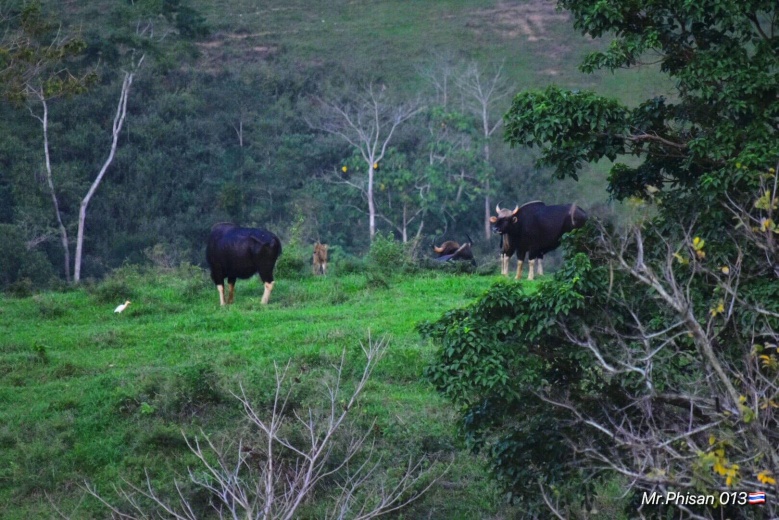 เปิดแล้ว"เขาแผงม้า"จุดชมวิวสกัดเขาสูง เยี่ยมชมกระทิงป่า 