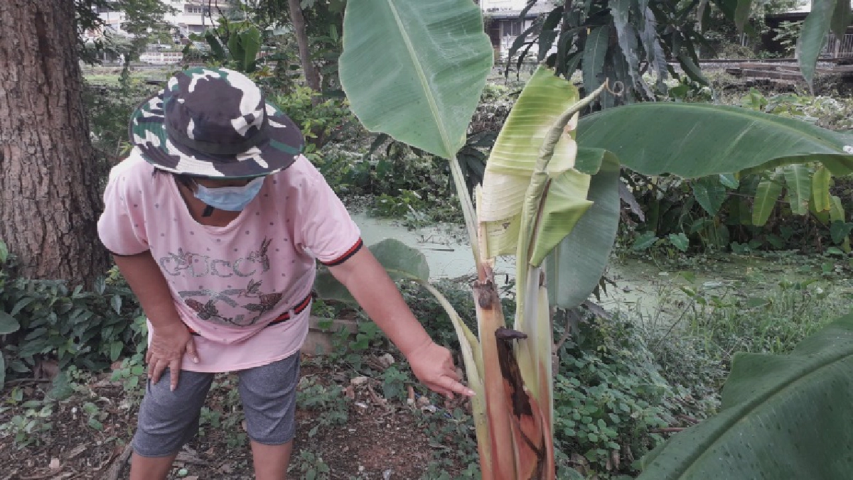 แห่ส่อง "หวยเด็ด" งวดนี้ ต้นกล้วยประหลาด ลูบแล้วเลขเด่นชัด