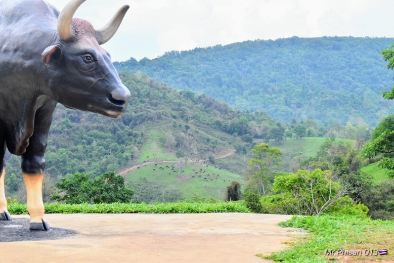 เปิดแล้ว"เขาแผงม้า"จุดชมวิวสกัดเขาสูง เยี่ยมชมกระทิงป่า 