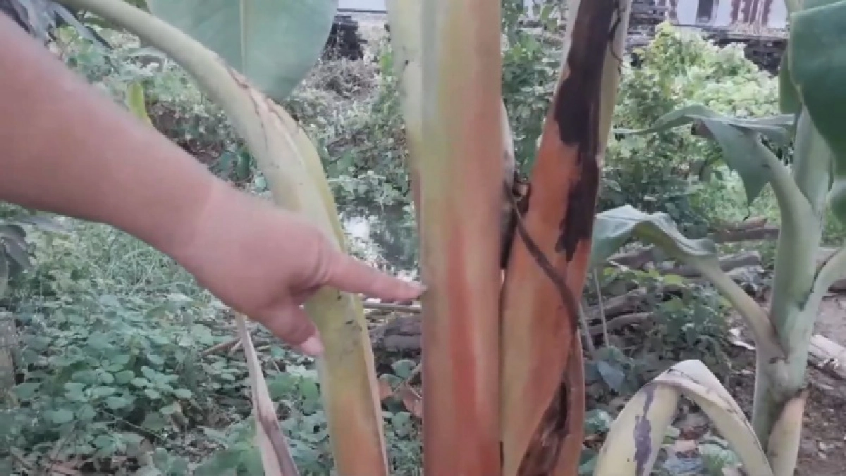 แห่ส่อง "หวยเด็ด" งวดนี้ ต้นกล้วยประหลาด ลูบแล้วเลขเด่นชัด