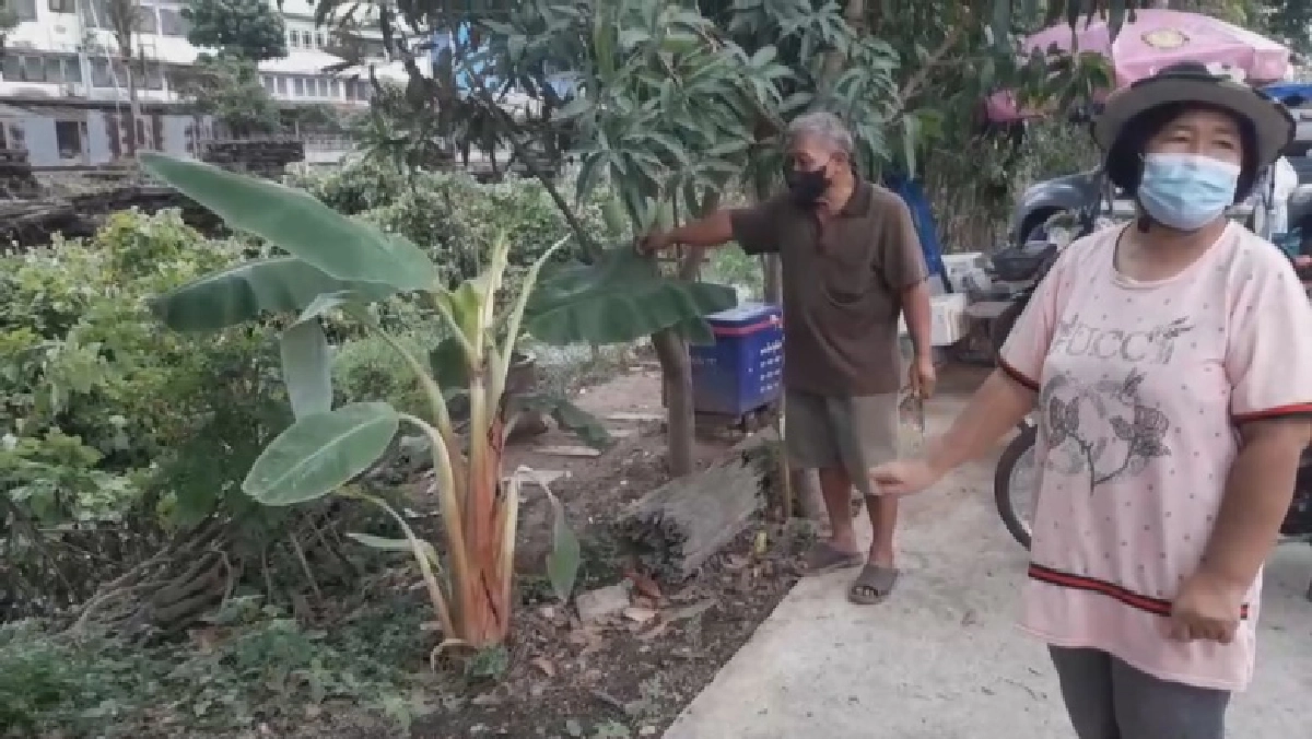 แห่ส่อง "หวยเด็ด" งวดนี้ ต้นกล้วยประหลาด ลูบแล้วเลขเด่นชัด