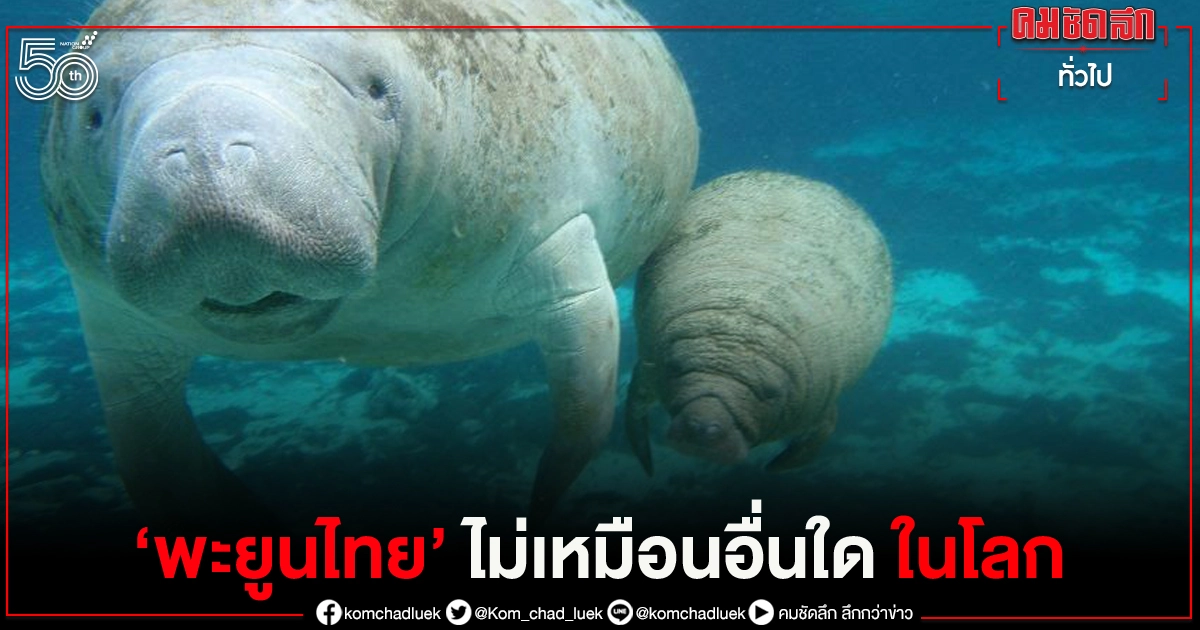 นักวิจัยมช. สร้างความตื่นเต้นไปทั่วโลก ค้นพบลักษณะเฉพาะทางพันธุกรรมของ "พะยูนไทย" ที่ไม่เหมือนอื่นใดในโลก นักวิจัยมช. สร้างความตื่นเต้นไปทั่วโลก ค้นพบลักษณะเฉพาะทางพันธุกรรมของ "พะยูนไทย" ที่ไม่เหมือนอื่นใดในโลก