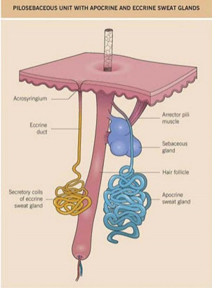 เคล็ดลับ ดับ "กลิ่นตัว" 