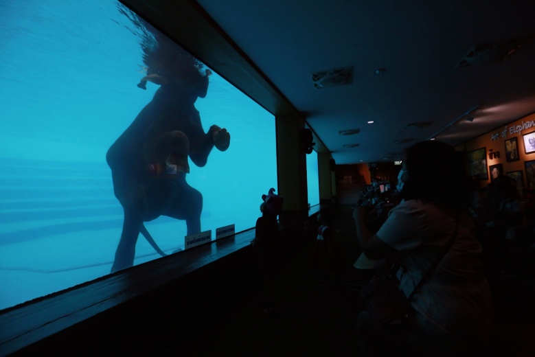 ย้อนวันวาน กับ "สวนสัตว์เปิดเขาเขียว" ผู้สร้างรอยยิ้มให้กับครอบครัว 