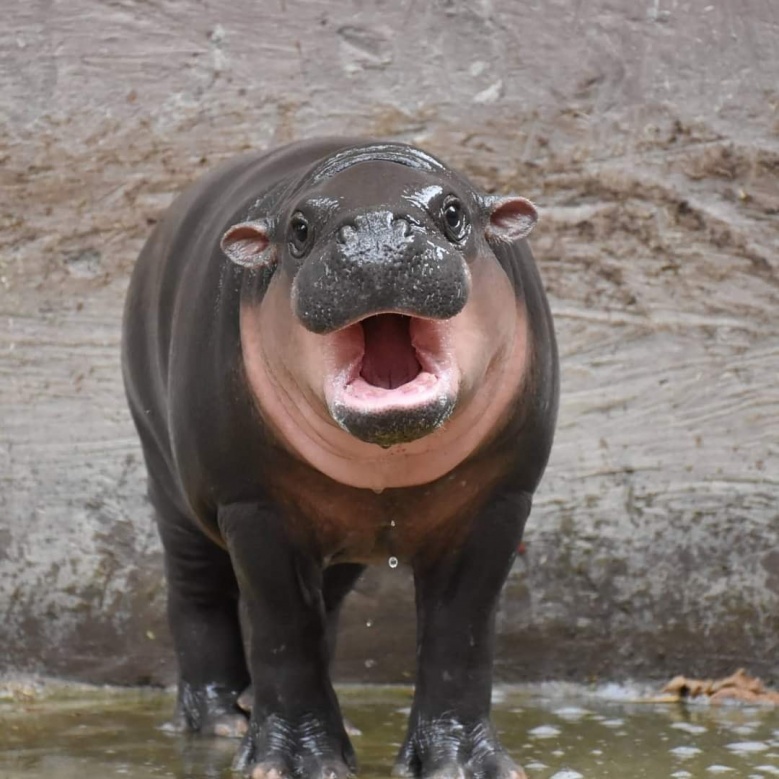 ย้อนวันวาน กับ "สวนสัตว์เปิดเขาเขียว" ผู้สร้างรอยยิ้มให้กับครอบครัว 