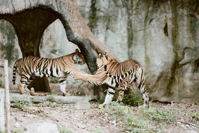ย้อนวันวาน กับ "สวนสัตว์เปิดเขาเขียว" ผู้สร้างรอยยิ้มให้กับครอบครัว 