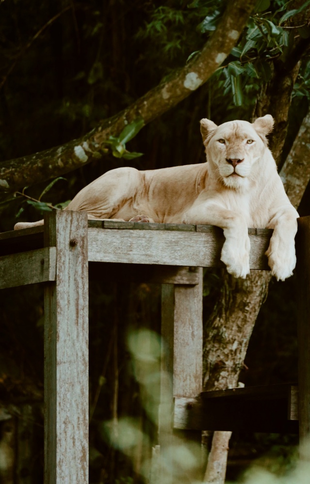 ย้อนวันวาน กับ "สวนสัตว์เปิดเขาเขียว" ผู้สร้างรอยยิ้มให้กับครอบครัว 