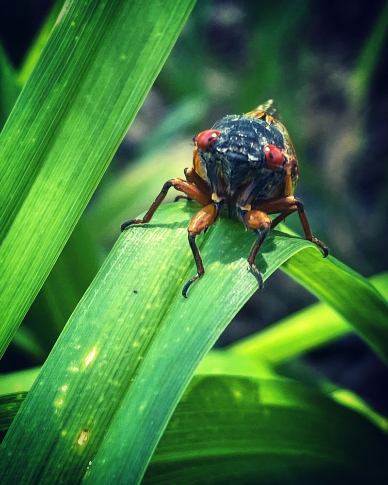ปรากฏการณ์ "จักจั่น Brood X" ที่โอไฮโอ สหรัฐอเมริกา