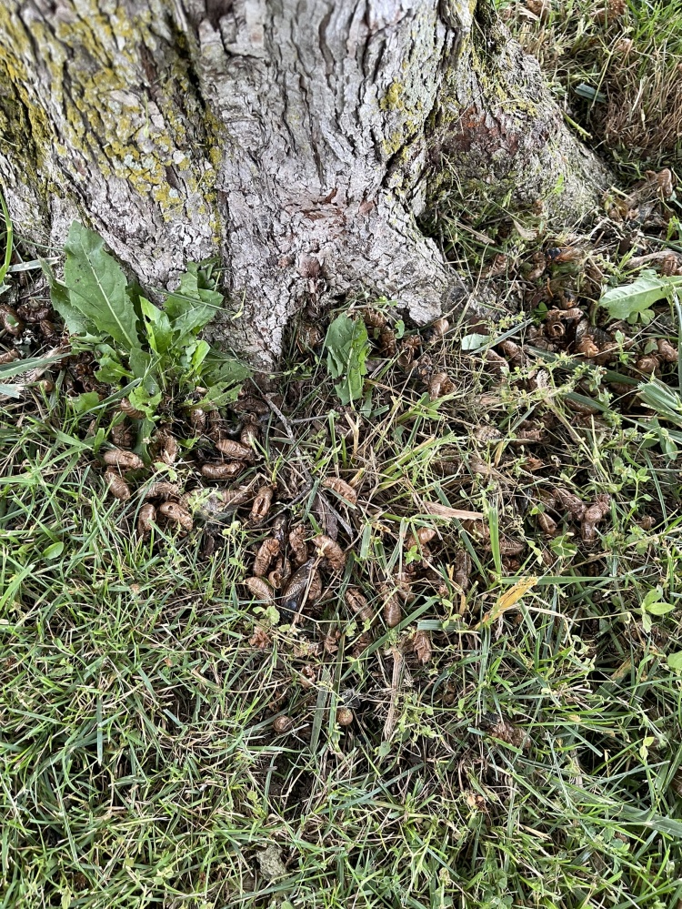 ปรากฏการณ์ "จักจั่น Brood X" ที่โอไฮโอ สหรัฐอเมริกา